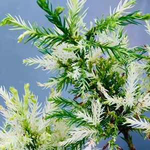 Cryptomeria japonica 'Knaptonensis' White Dwarf Japanese Cedar image 1