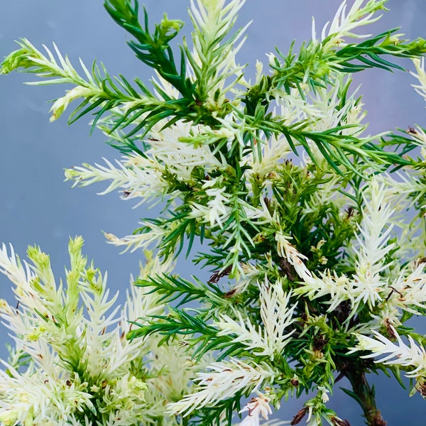 Cryptomeria japonica 'Knaptonensis' (White Dwarf Japanese Cedar)
