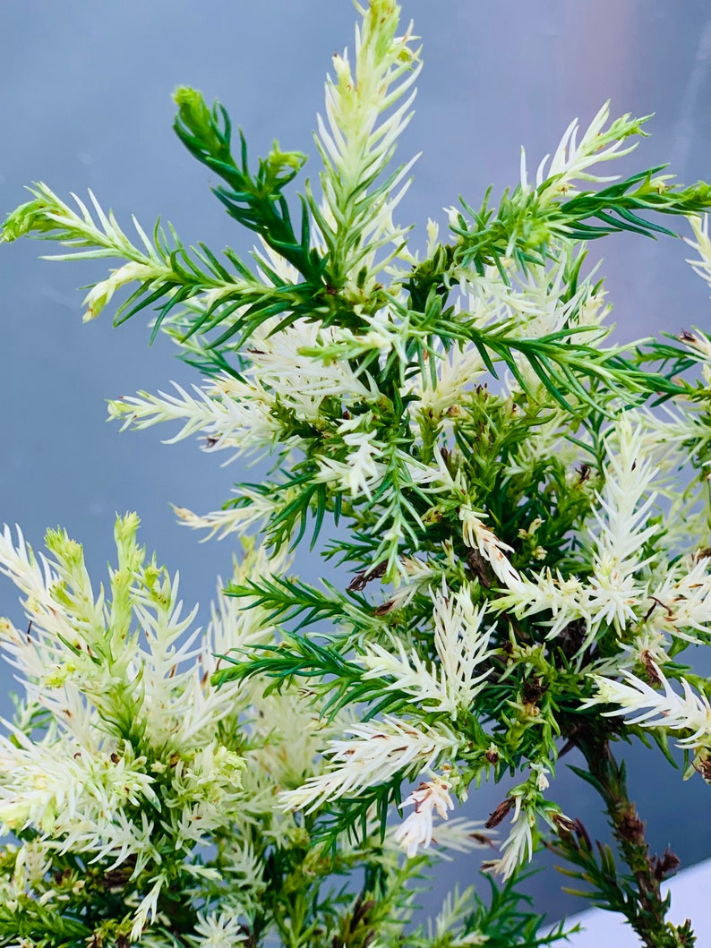 Cryptomeria japonica 'Knaptonensis' White Dwarf Japanese Cedar image 1