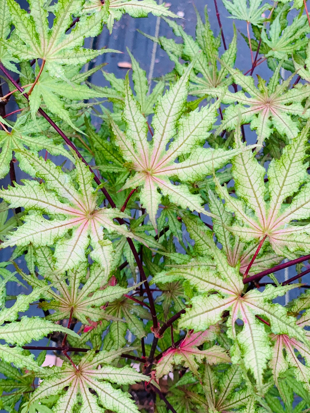 Acer Palmatum 'strawberry Spring' strawberry Spring Japanese Maple Etsy