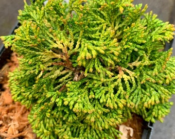 Chamaecyparis obtusa Sunburst (Verkades Sunburst Hinoki Cypress)