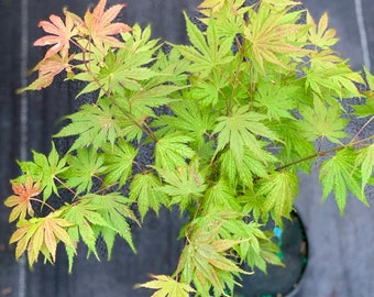 Acer palmatum 'Ariadne' (Ariadne Japanese Maple)