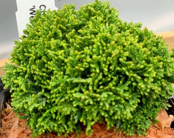 Chamaecyparis obtusa 'Wells Nana Select' (Well's Nana Select Hinoki Cypress)