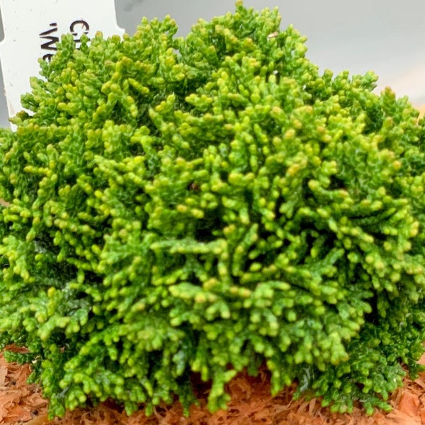 Chamaecyparis obtusa 'Wells Nana Select' (Well's Nana Select Hinoki Cypress)