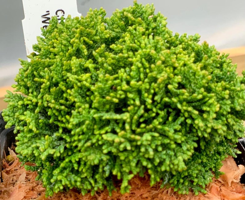 Chamaecyparis Obtusa 'wells Nana Select' well's Nana Select Hinoki