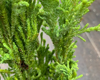 Chamaecyparis obtusa 'Draht Hexe' (Draht Hexe Hinoki Cypress)