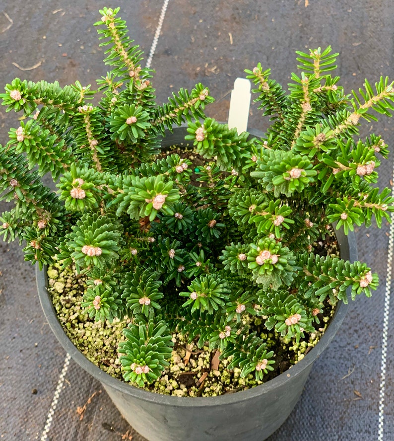 Abies koreana 'Alpine Star' Alpine Star Korean Fir 6-year-old graft. image 1