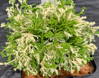 Chamaecyparis obtusa 'Cream Tart' (Cream Tart Hinoki Cypress) Rare!