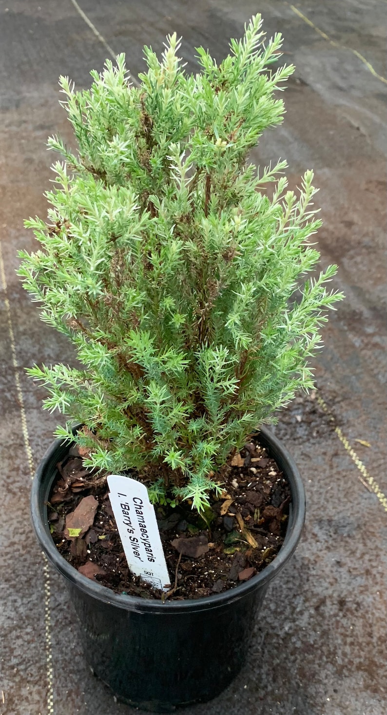 Chamaecyparis lawsoniana 'Barry's Silver' Barry's Silver Lawson Cypress image 2