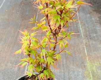 Acer palmatum 'Kuro hime' (Kuro hime Japanese Maple)