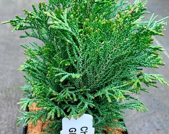 Chamaecyparis lawsoniana 'Green Globe' (Green Globe Port Orford Cedar)