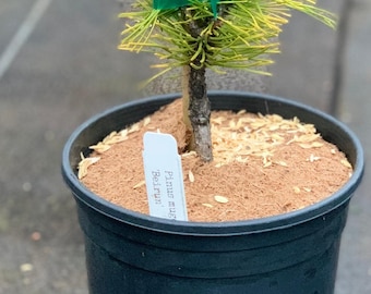 Pinus mugo 'Bierun' (Bierun Golden Mugo Pine)