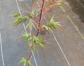 Acer shirasawanum 'Red Dawn' (Red Dawn Full Moon Maple)