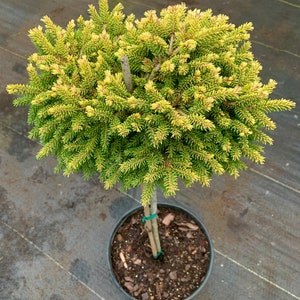 Picea orientalis 'Tom Thumb Gold' On 18 Standards Lollipop style image 1