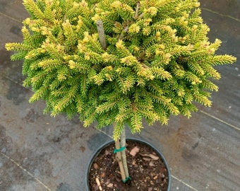 Picea orientalis 'Tom Thumb Gold' On 18" Standards (Lollipop style)