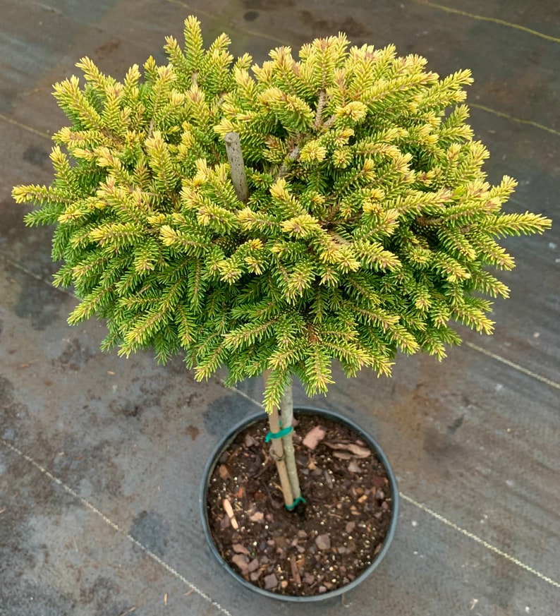 Picea orientalis 'Tom Thumb Gold' On 18 Standards Lollipop style image 1