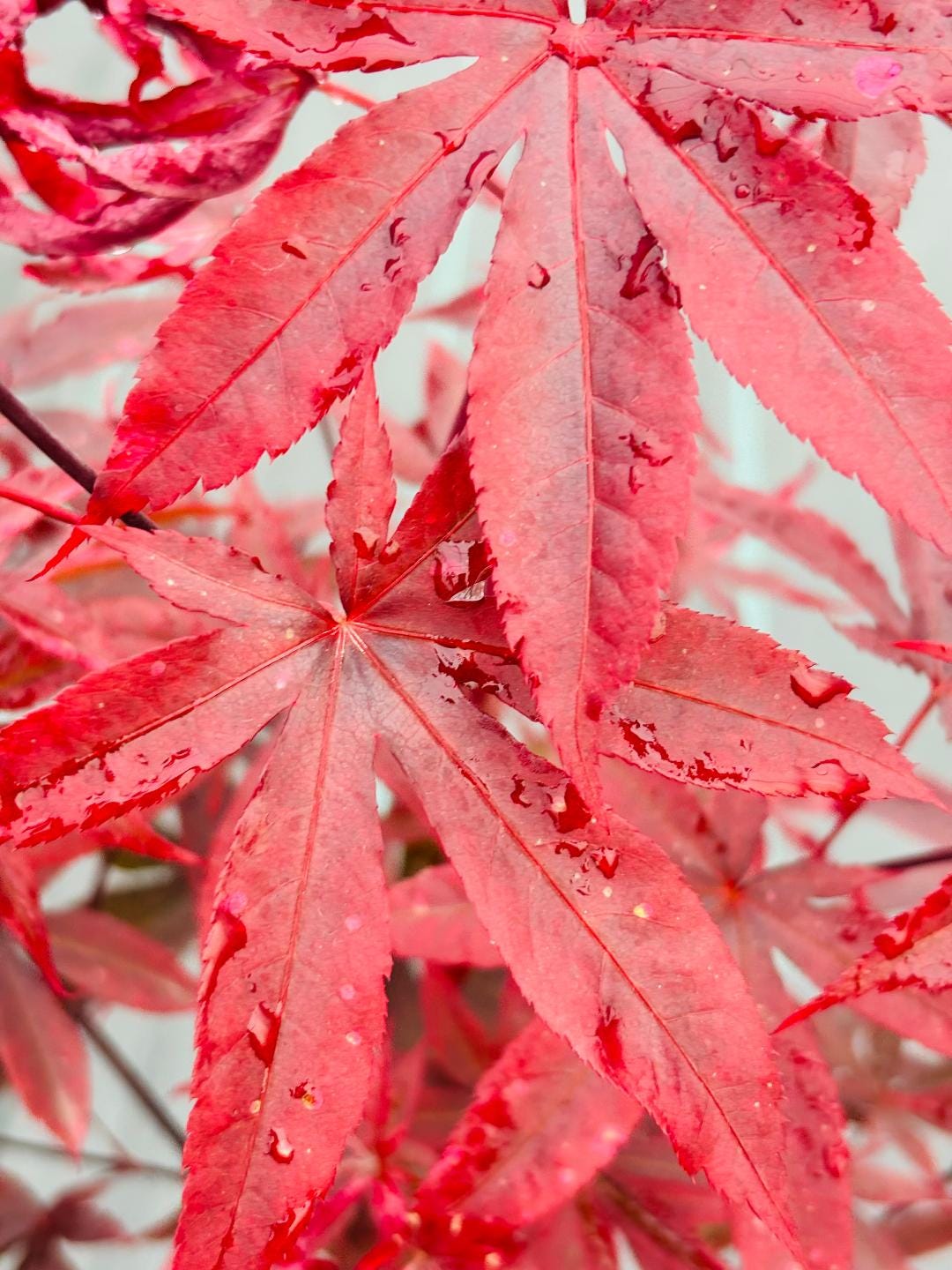 Acer palmatum 'Emperor One' (Emperor One Japanese Maple)