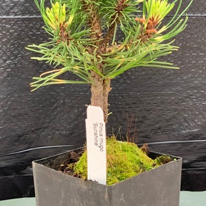 Pinus mugo 'Sunshine' Sunshine Mugo Pine image 4