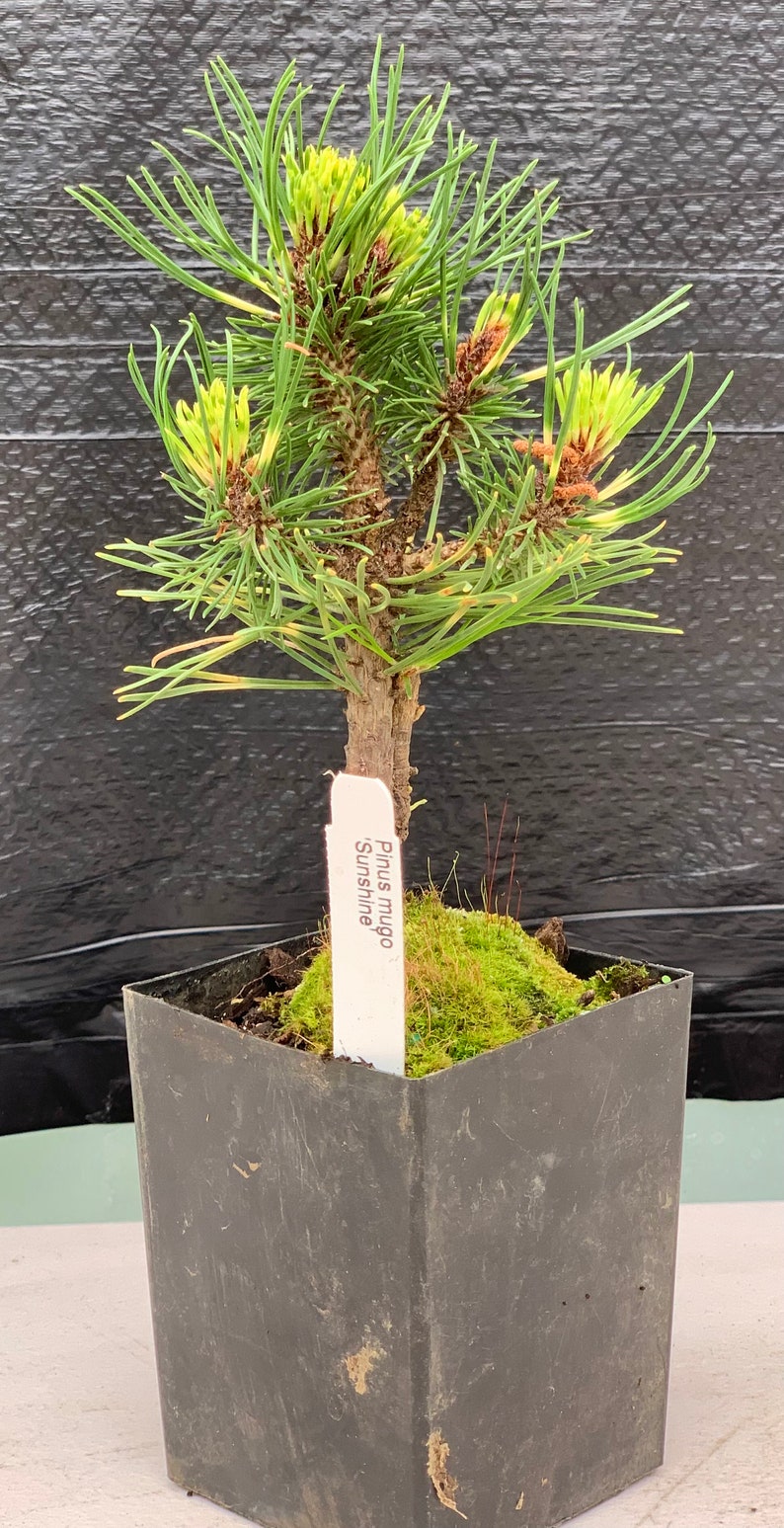 Pinus mugo 'Sunshine' Sunshine Mugo Pine afbeelding 4