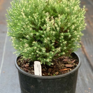 Chamaecyparis lawsoniana 'Barry's Silver' Barry's Silver Lawson Cypress image 2