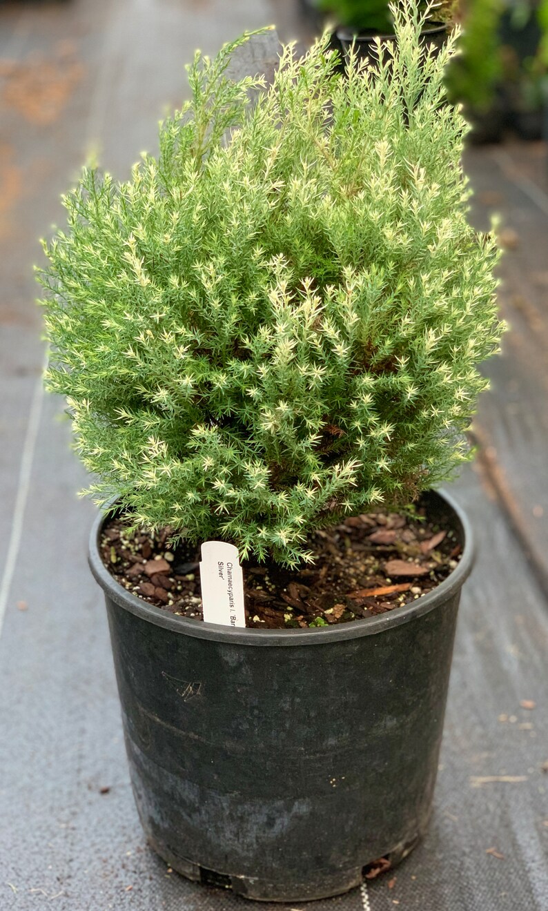 Chamaecyparis lawsoniana 'Barry's Silver' Barry's Silver Lawson Cypress image 2