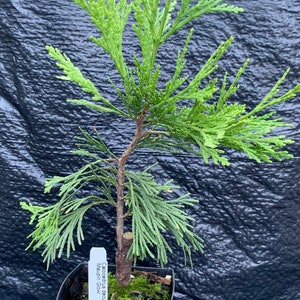 Calocedrus decurrens 'Maupin Glow' Maupin Glow Incense Cedar image 1