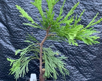 Calocedrus decurrens 'Maupin Glow' (Maupin Glow Incense Cedar)