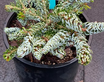 Abies koreana 'Ice Breaker'