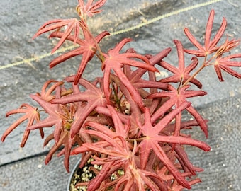 Acer palmatum 'Peve Starfish' (Peve Starfish Japanese Maple)