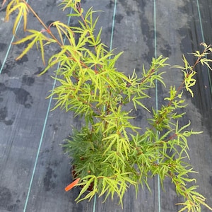May include: A young Japanese maple tree with vibrant green and yellow leaves. The leaves have a delicate, lacy appearance, and the branches are a reddish-brown color. The tree is in a small pot, ready for planting in a garden.