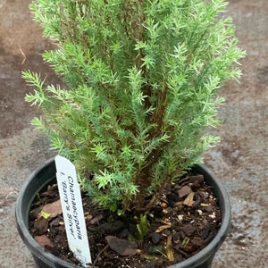 Chamaecyparis lawsoniana 'Barry's Silver' Barry's Silver Lawson Cypress image 4