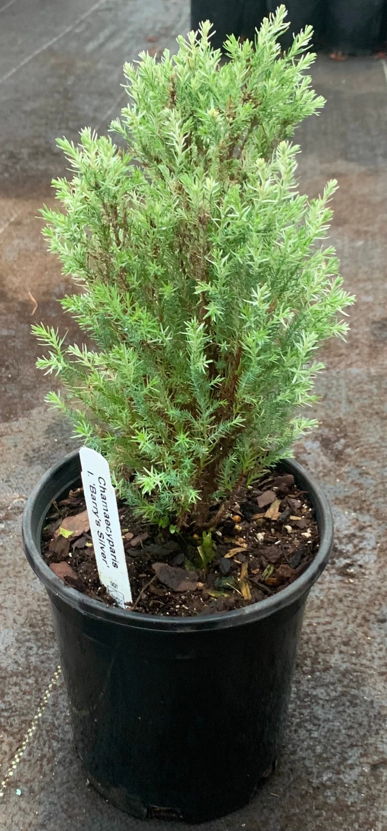 Chamaecyparis lawsoniana 'Barry's Silver' Barry's Silver Lawson Cypress image 4