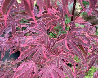 Acer palmatum 'Geisha Gone Wild' (Geisha Gone Wild Japanese Maple) Large