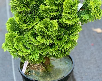 Chamaecyparis obtusa 'Nana Lutea' (Nana Lutea Hinoki Cypress)