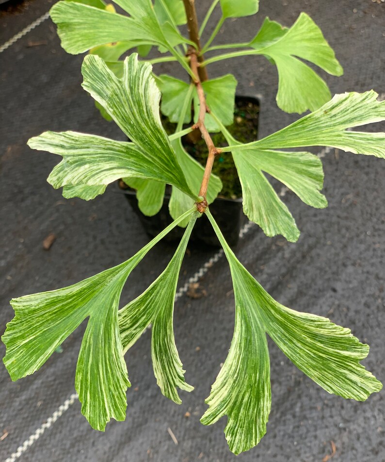 Ginkgo biloba 'Snow Cloud' Snow Cloud Maidenhair Tree 2-year old grafts image 6