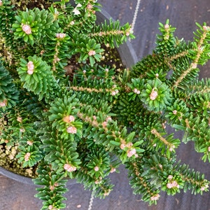 Abies koreana 'Alpine Star' Alpine Star Korean Fir 6-year-old graft. image 3