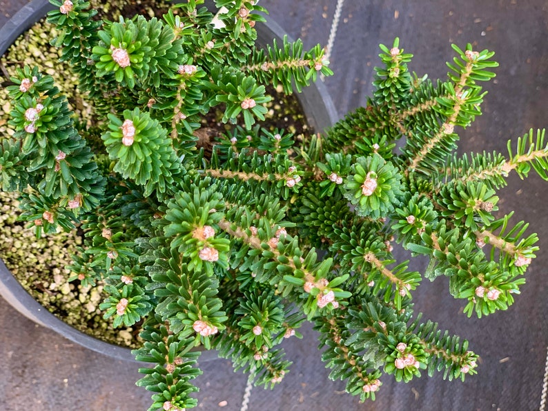 Abies koreana 'Alpine Star' Alpine Star Korean Fir 6-year-old graft. image 3