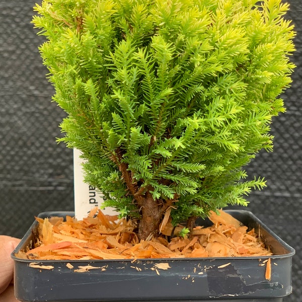 Chamaecyparis lawsoniana 'Treasure Island' (Treasure Island Lawson Cypress)