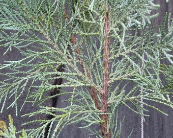 Chamaecyparis lawsoniana 'Pembury Blue' (Pembury Blue Lawson Cypress) Grafted on disease resistant rootstock!