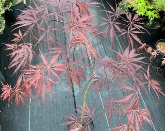 Acer palmatum 'Tamuke yama' (Tamuke yama Japanese Maple) Standard (20 inches)