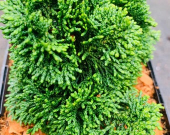 Chamaecyparis obtusa 'JR' (JR Japanese Hinoki Cypress)