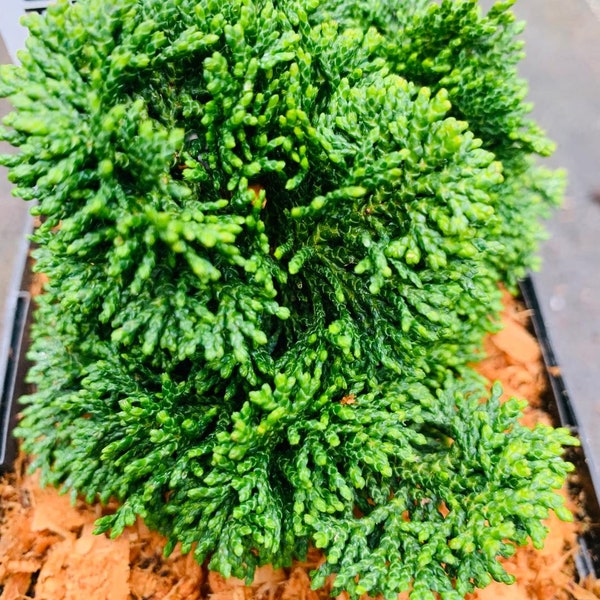 Chamaecyparis obtusa 'JR' (JR Japanese Hinoki Cypress)