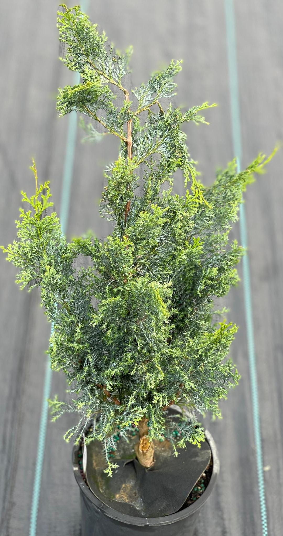 Chamaecyparis Obtusa 'gimborn's Beauty' (gimborn's Beauty Hinoki