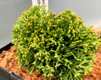 Chamaecyparis obtusa 'Leprechaun' (Leprechaun Hinoki Cypress)