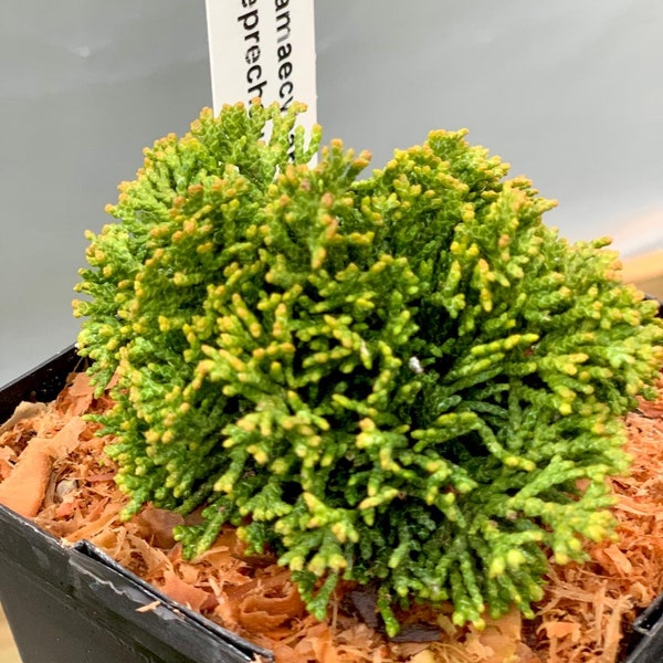 Chamaecyparis obtusa 'Leprechaun' (Leprechaun Hinoki Cypress)