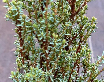 Juniperus communis 'Miniature' (Miniature Common Juniper)