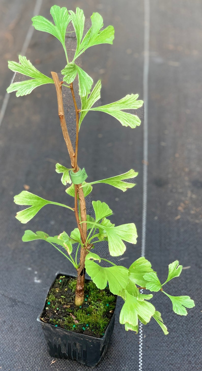 Ginkgo biloba 'Snow Cloud' Snow Cloud Maidenhair Tree 2-year old grafts image 3