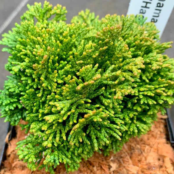 Chamaecyparis obtusa 'Hage' (Hage Hinoki Cypress)