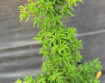 Acer palmatum 'Shishigashira' (Shishigashira Japanese Maple)