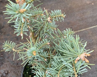 Abies concolor 'Archer's Dwarf' (Archer's Dwarf White fir) 4 years old